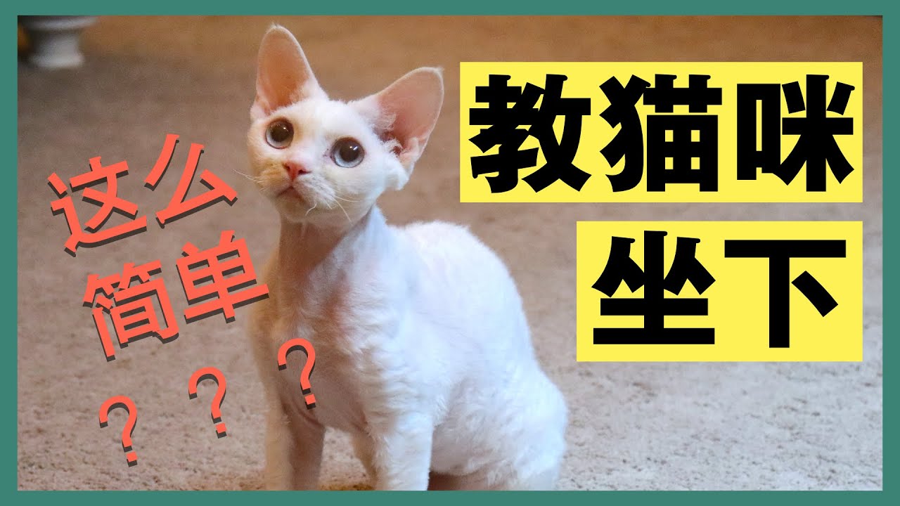 【猫咪训练】全网最快教会猫咪听口令坐下的教程