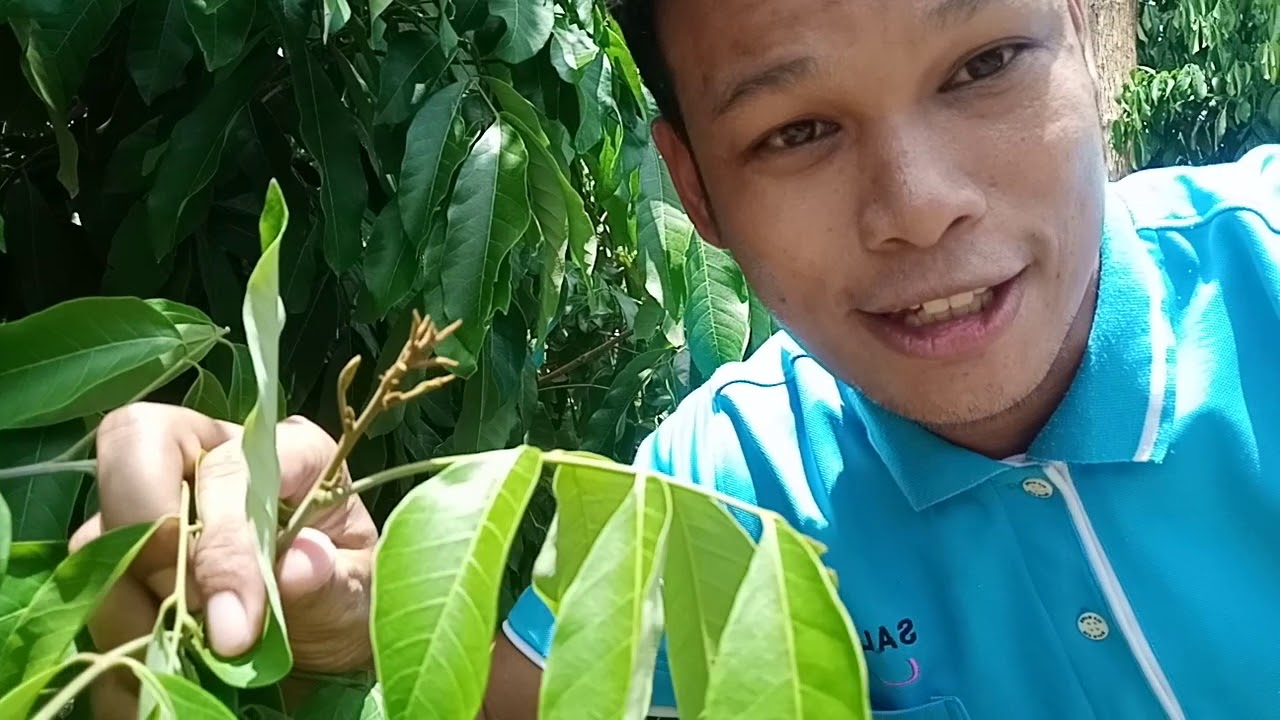 แก้ไข ลำไยนอกฤดูแตกใบอ่อน หลังทำสาร