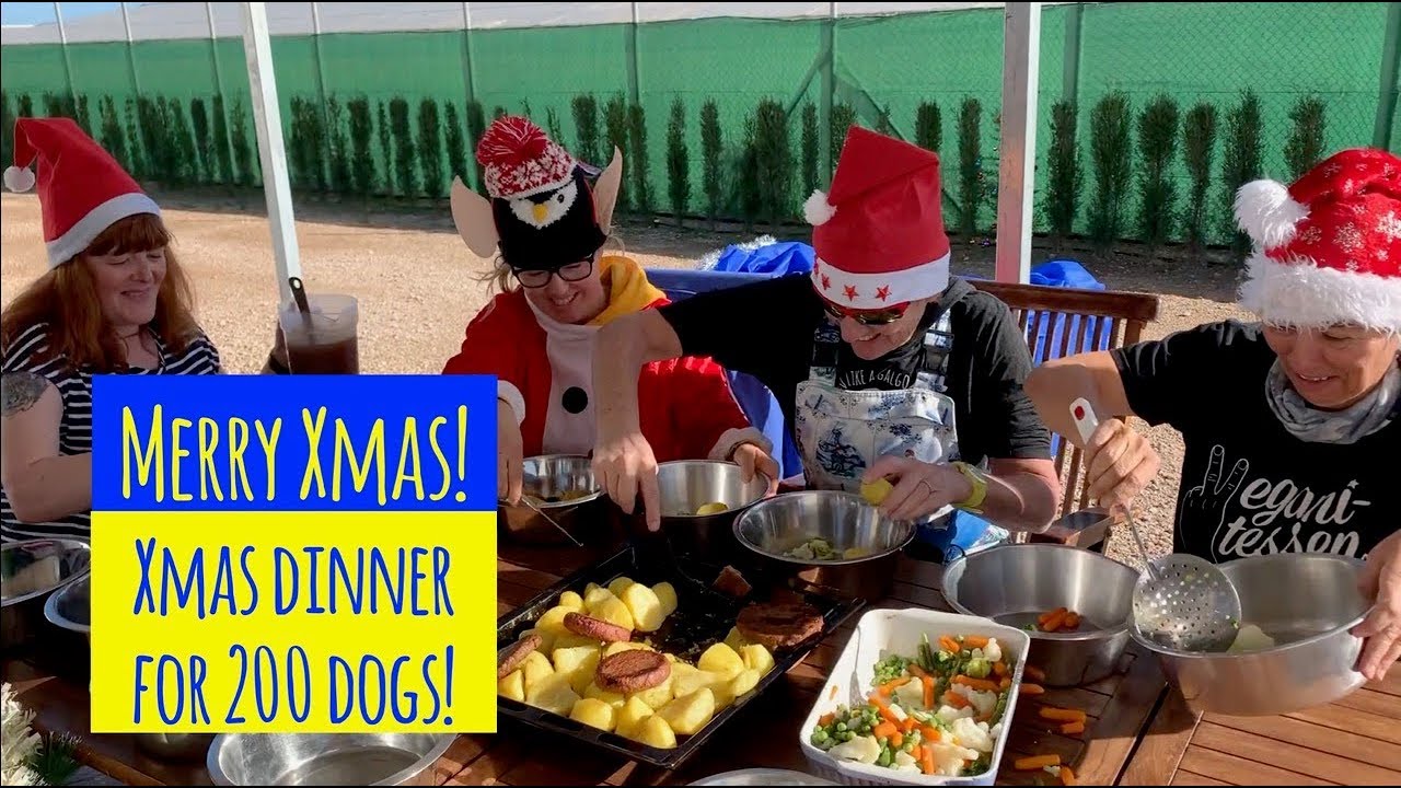 The moment 200 dogs get Xmas dinner at Galgos del Sol
