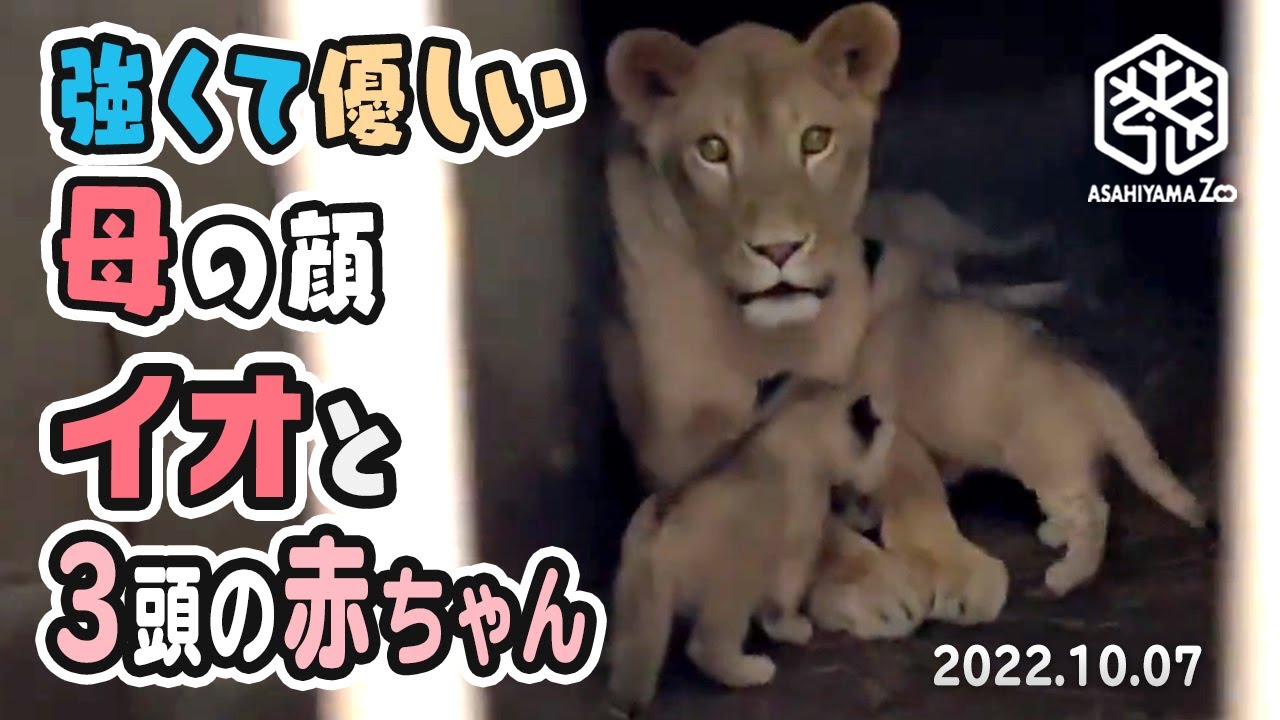 【旭山動物園】強くて優しい母の顔✨🐱ライオンのイオままと3頭の赤ちゃん🦁🦁🦁 [Asahiyama Zoo]  Io the Lion and her three babies.
