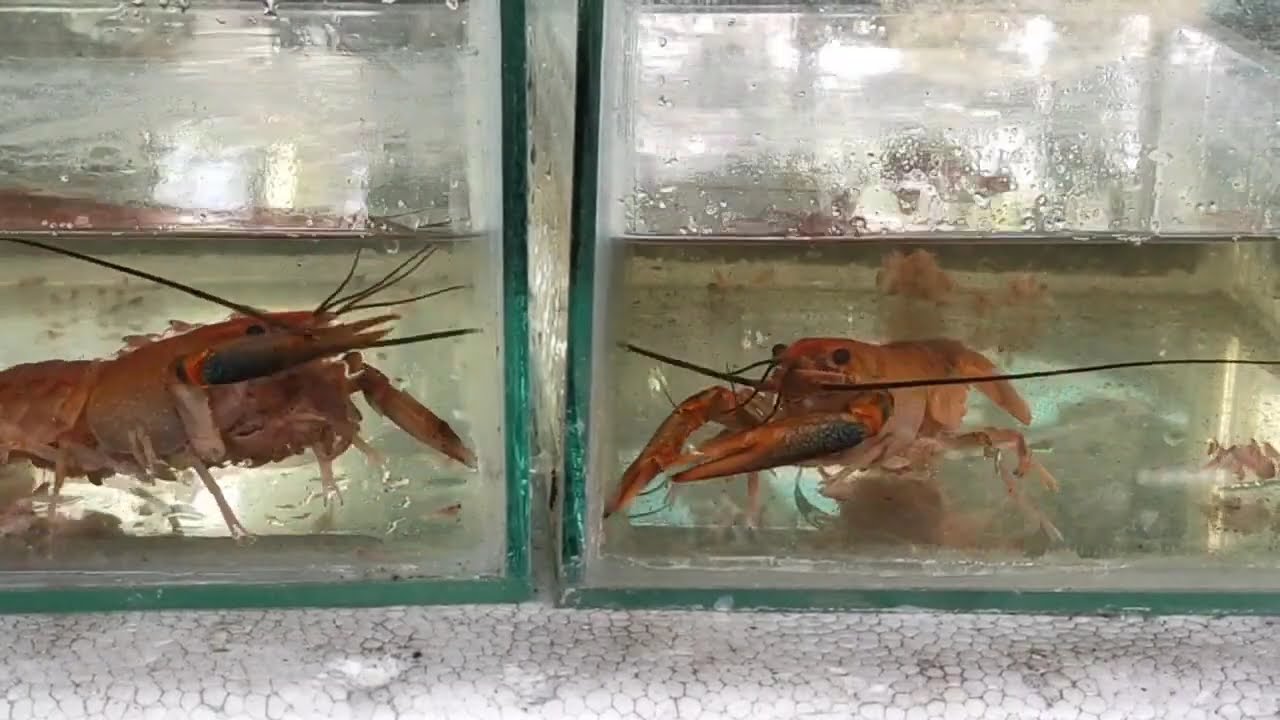 Crayfish Orange Farming 