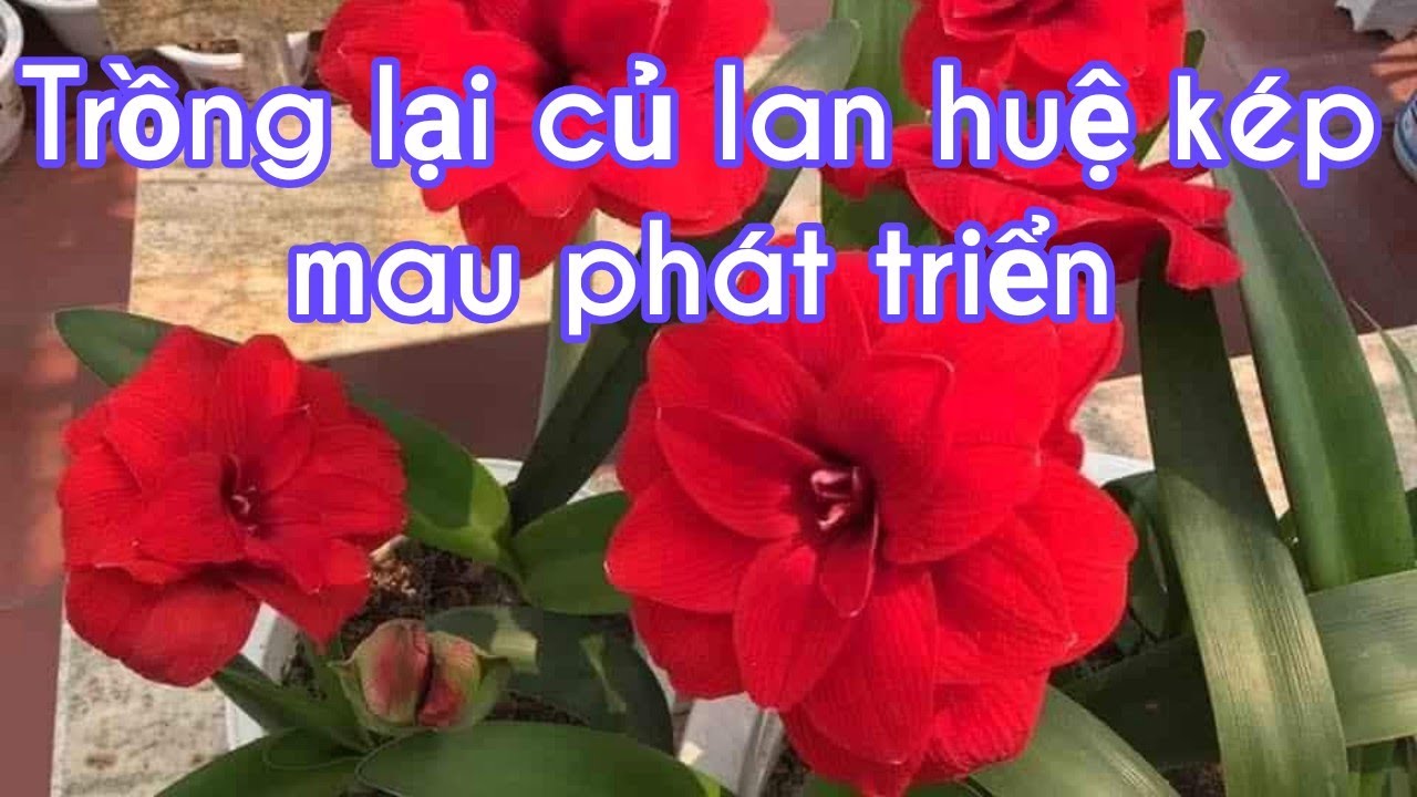 Cách trồng củ lan huệ kép mua từ xa về mau phát triển - Vườn Nhà Bon