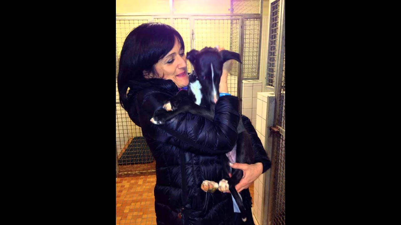 Mich&egrave;le STRIFFLER 2015 LE DROIT DES ANIMAUX