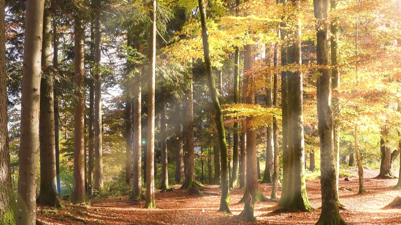 Sunny Autumn Forest with Birds - Leaf noise and Bird song