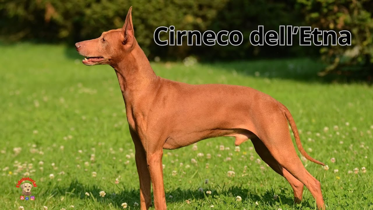 Il Cirneco dell'Etna Scopriamo assieme questa razza 