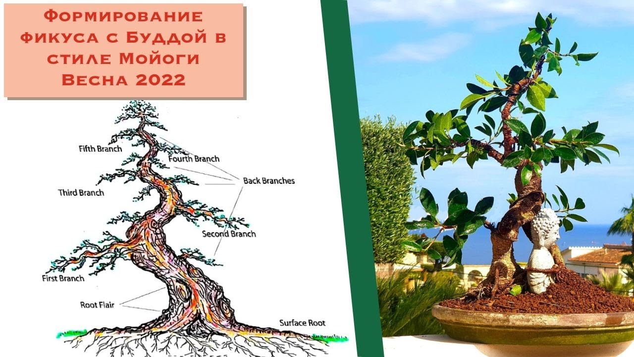 Бонсай фикус с Буддой в стиле Мойоги. Desire: Perfecting Ficus Bonsai with Buddha.