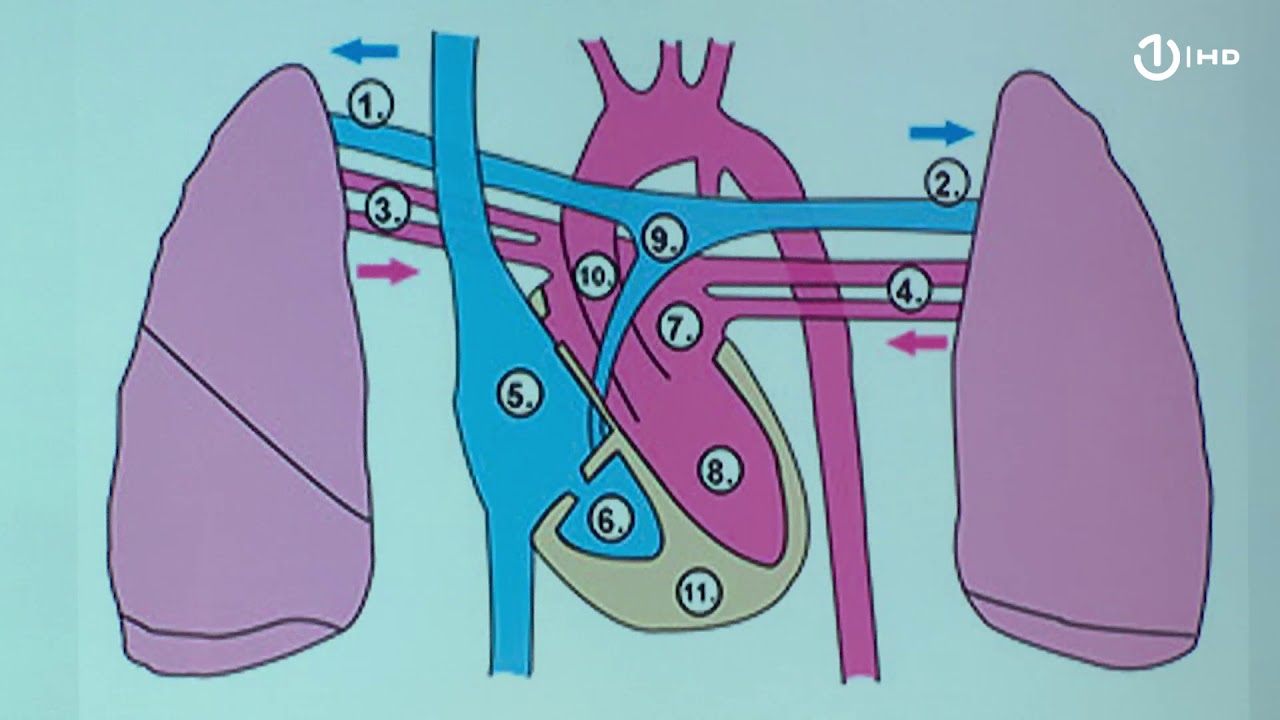 Domaća zadaća za 7. razred: Biologija - Sistem organa za cirkulaciju
