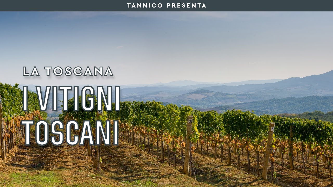 I vitigni principali in Toscana, non solo Sangiovese | Tannico Flying School