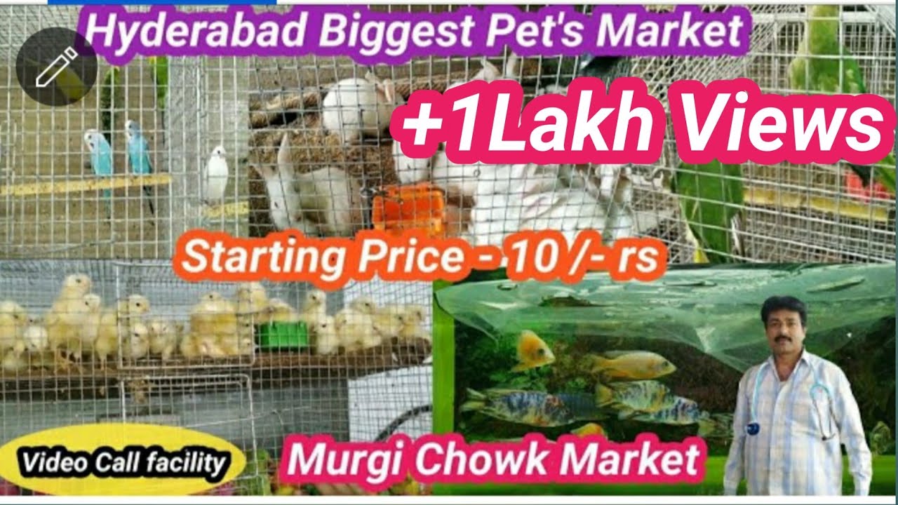 Pet Market In Hyderabad || Biggest & Wholesale Pet's Market In Hyderabad // Murgi Chowk Hyderabad