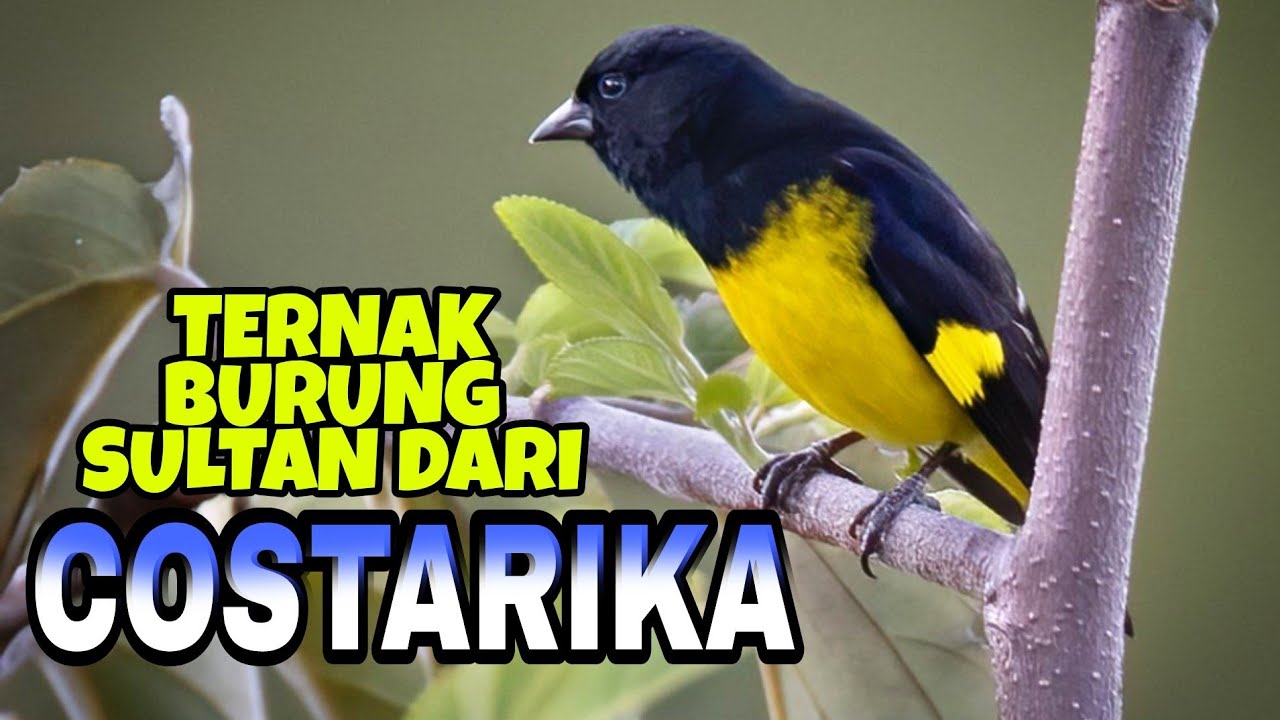 NEKAT....!! TERNAK BURUNG LANGKA DARI COSTARIKA 🇨🇷 AMERICA TENGAH *YELLOW BELLIED SISKIN*( YBS )