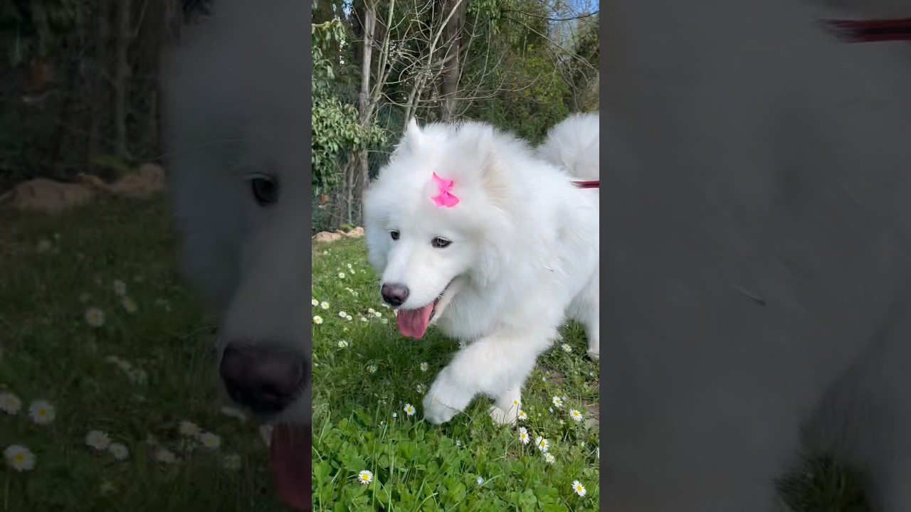 Promenade 💕 #samoyed #samoyeddog #dog #chien