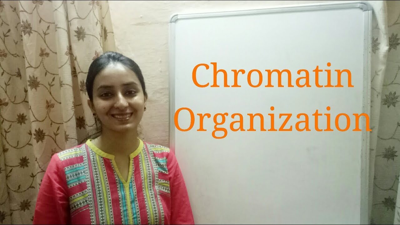 Chromatin Organization | DNA packaging in Eukaryotes | Biology Lecture 21