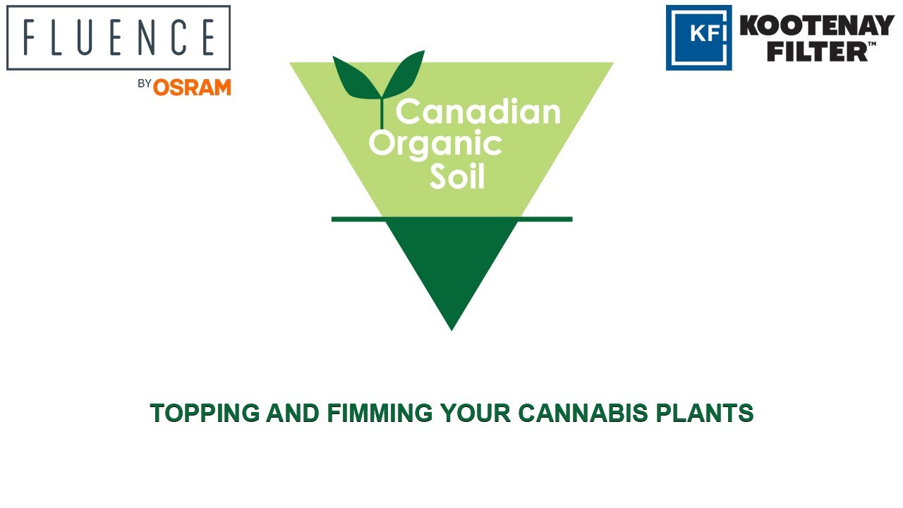 TOPPING AND FIMMING YOUR CANNABIS PLANTS