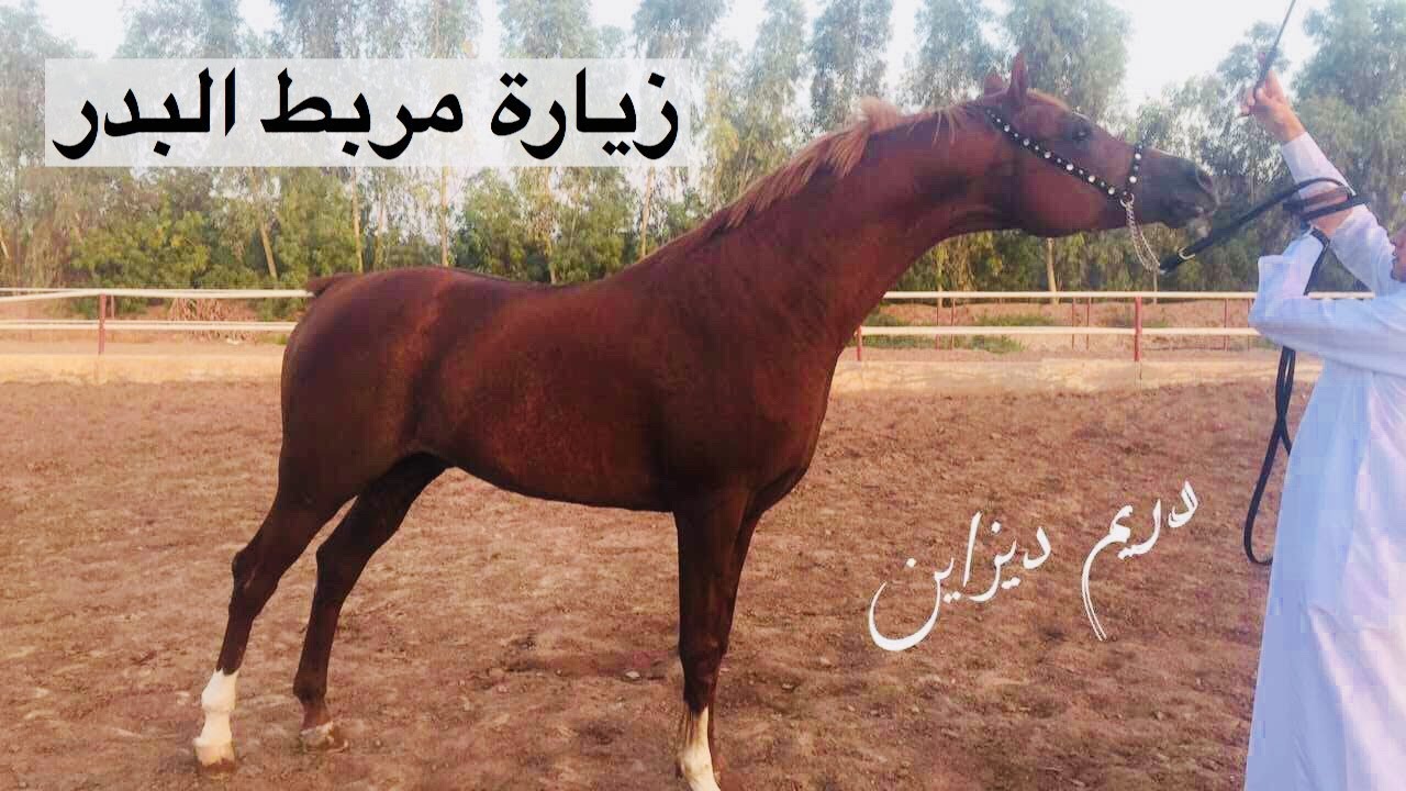 زيارة مربط بدر للخيل العربية الاصيلة لمالكه الاخ / بدر العلي