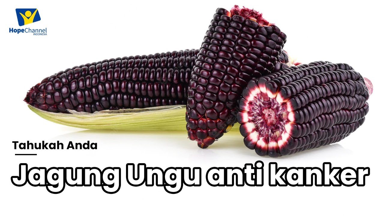 TEMUKAN 5 MANFAAT JAGUNG UNGU