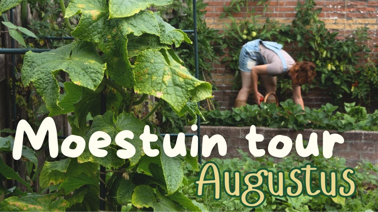 Moestuin tour augustus | Oogsten | Pesto maken