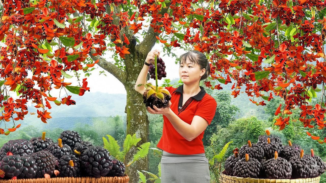 Harvesting Sterculia Lanceolata Seeds Goes to Countryside Market Sell – Caring for Ducks & Chickens