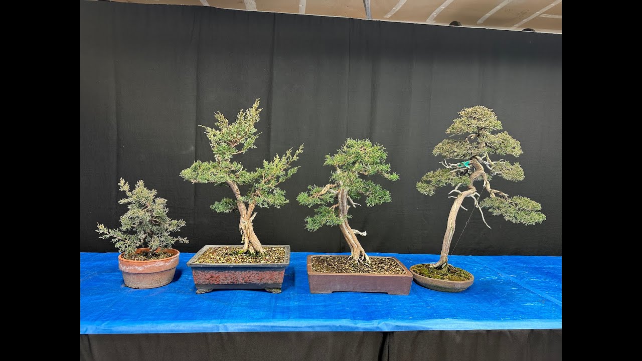 Seasonal Bonsai Series Session 12 February 2025  Juniper repotting and Wiring