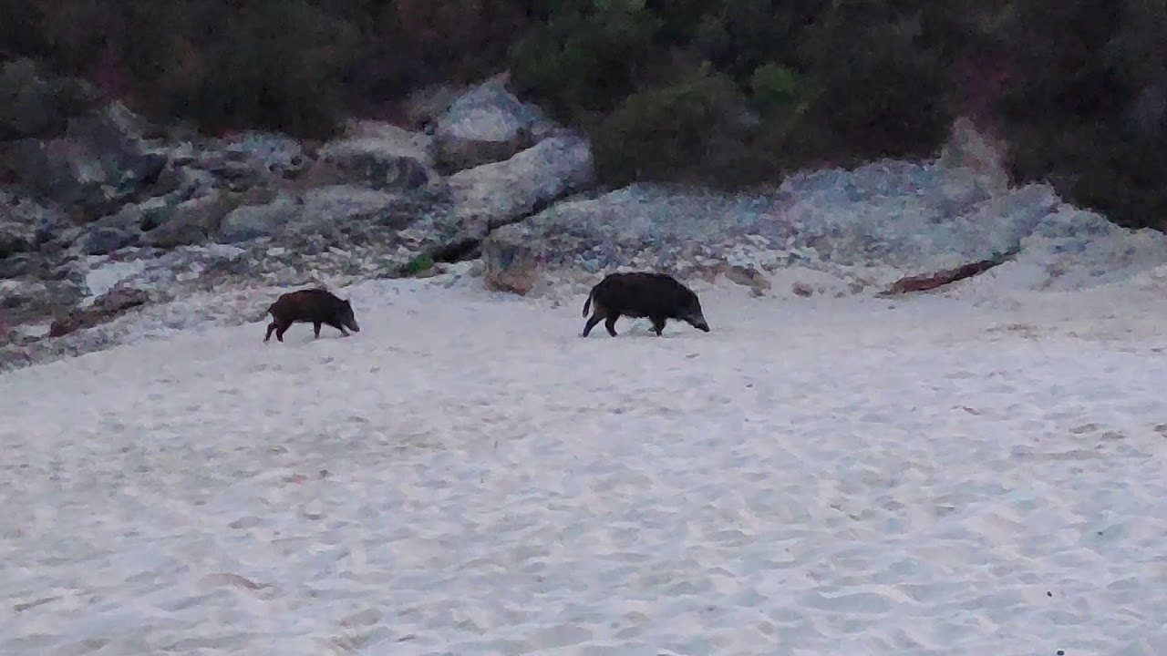 Javalis na Praia da Arrabida