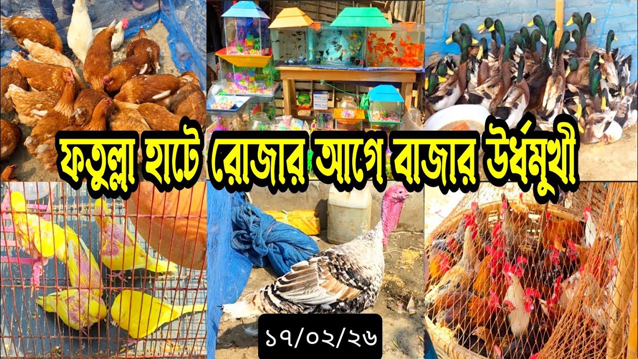 রোজার আগে শেষ ফতুল্লা হাট, বাজার উর্ধমুখী, জেনে নিন বাজার দর | #মুরগি #হাঁস #দাম #birds 