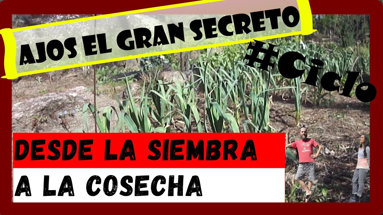 🌱 Como sembrar Ajo 🧄| Como cosechar Ajo | Como cultivar Ajo | Ciclo completo