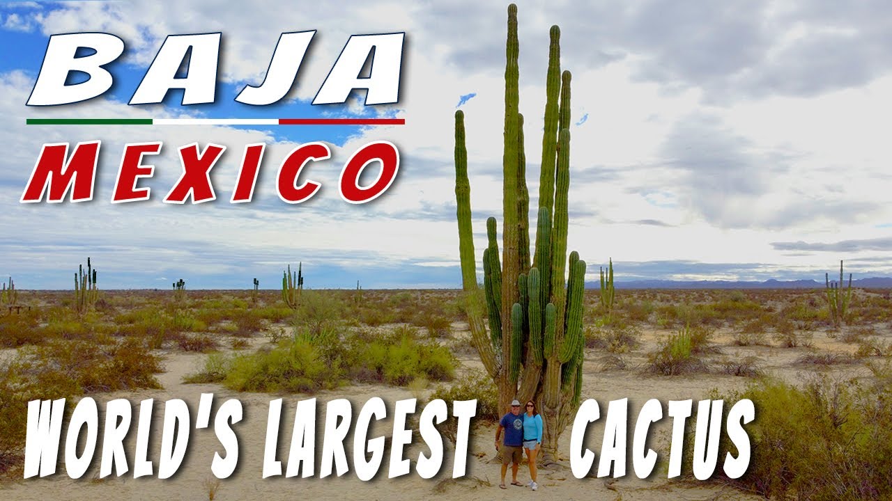 Valley de Los Gigantes Baja San Felipe Baja - Van Life Adventure