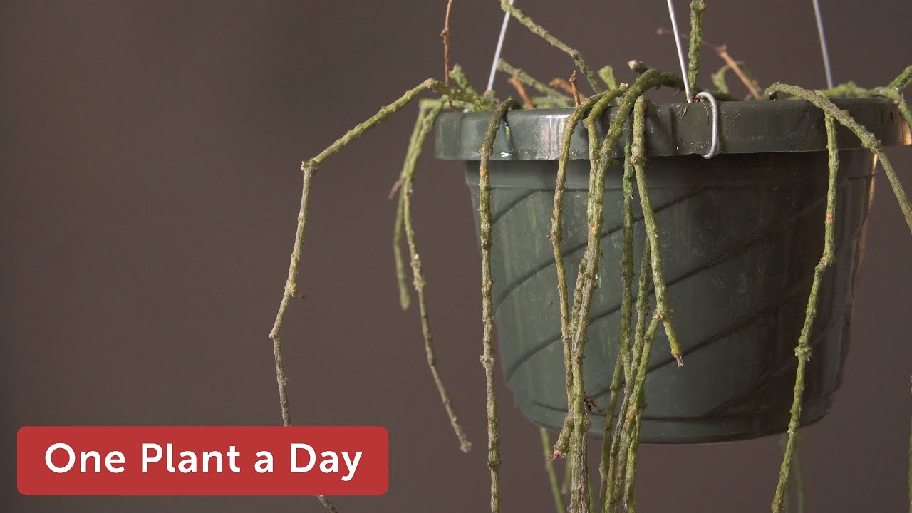 Cynanchum marnierianum (Bundle of sticks) Houseplant Care — 149 of 365