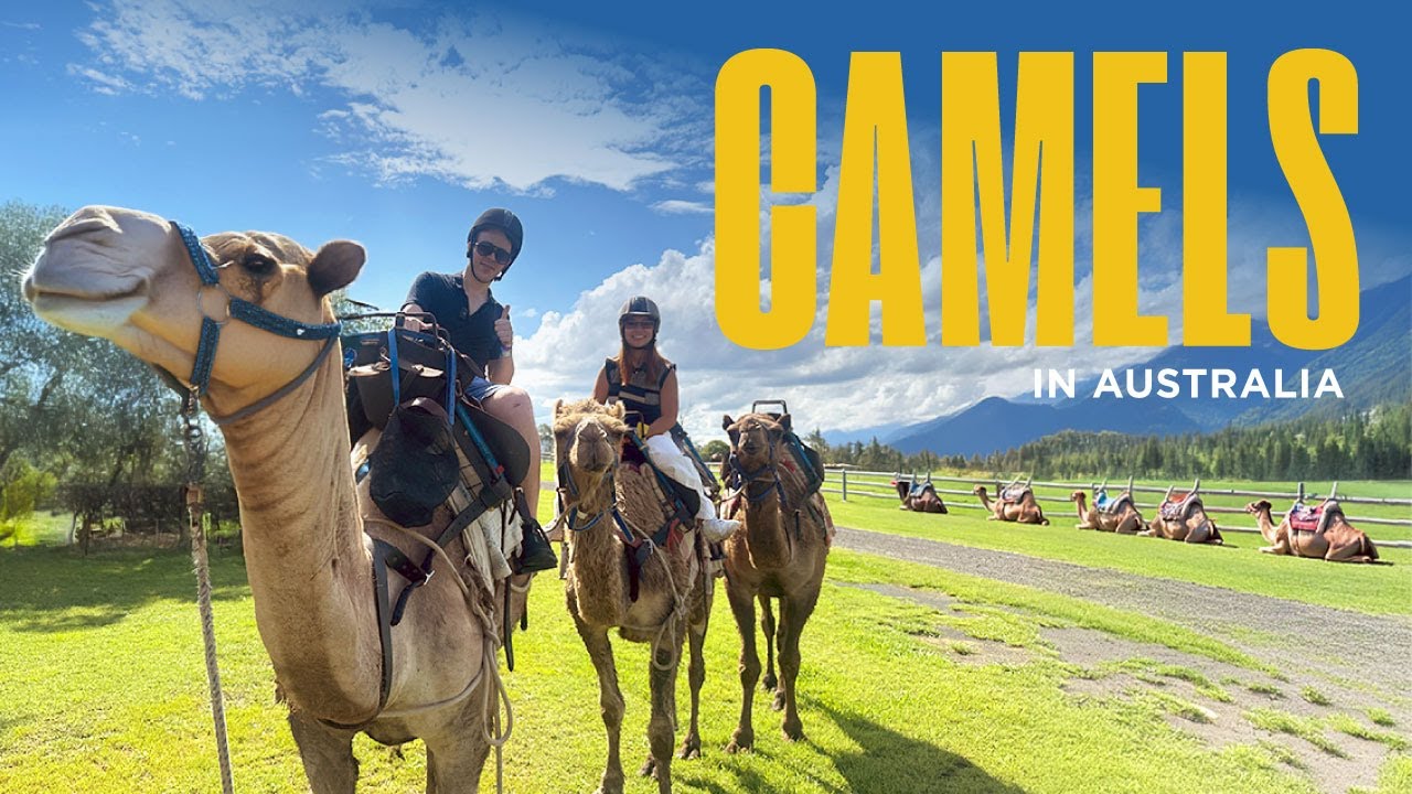 We tasted Camel Milk Vodka for the first time!