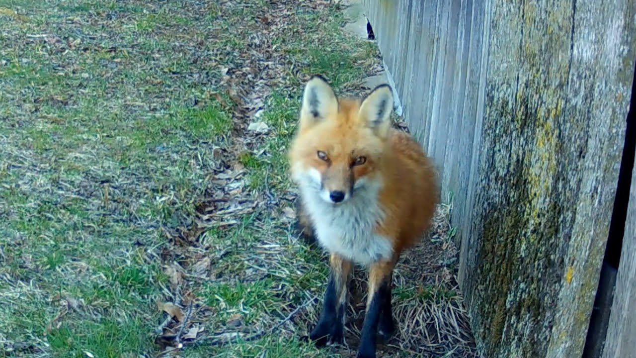 Fox Mom Defends Her Pups & Territory By Screaming at a Coyote