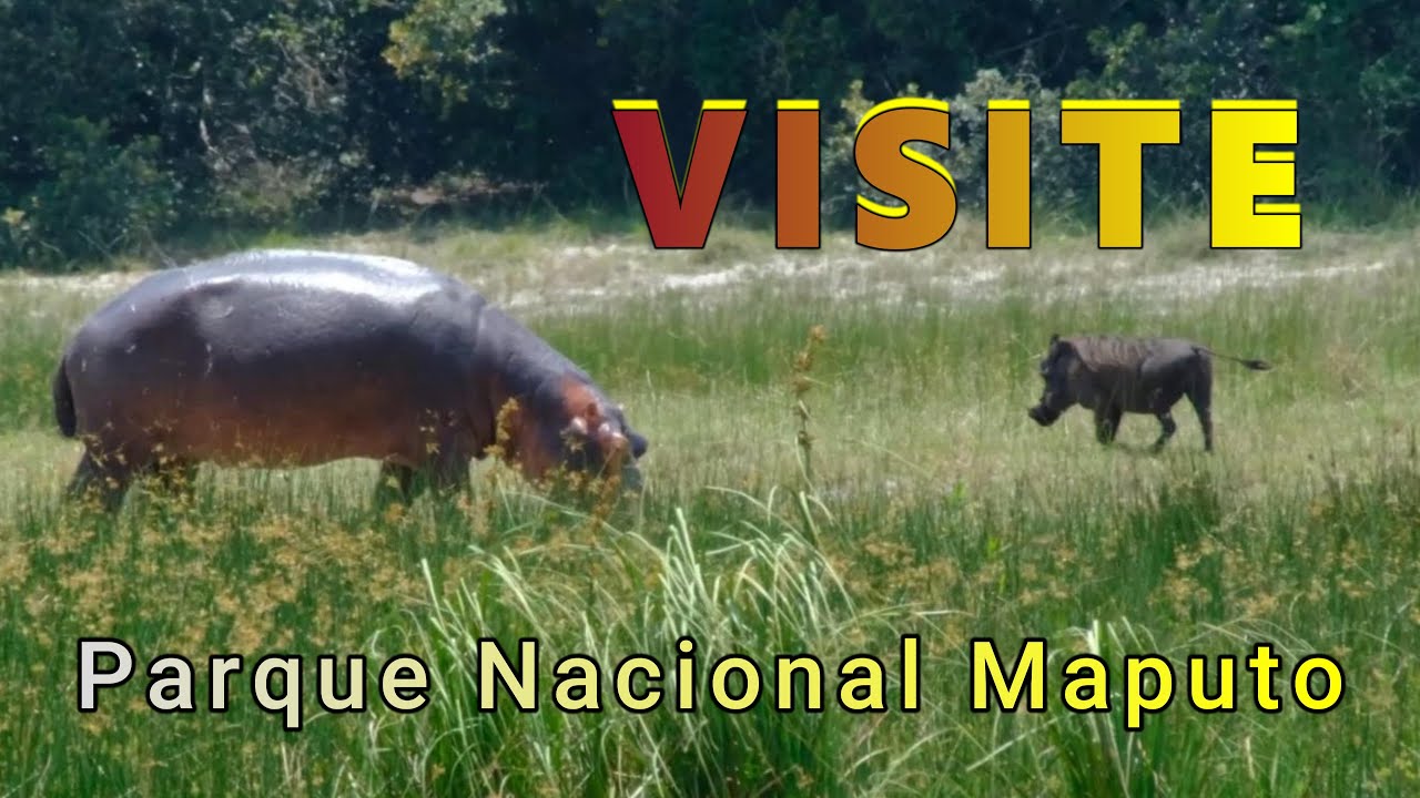 Elefantes do Parque Nacional de Maputo, procurando e encontrando...