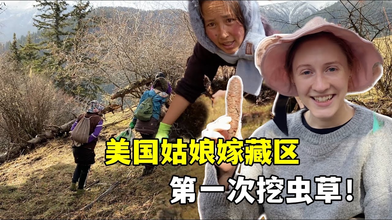 美国媳妇嫁到藏区，第一次挖冬虫夏草，超级激动！In China My first Cordyceps hunt on a Tibetan hillside.