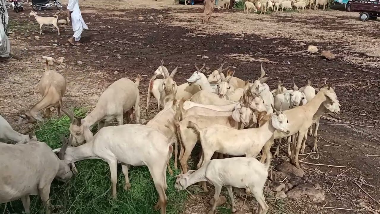 Hyderabadi Tapri / Sindhi goats