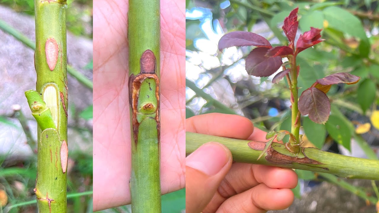 How to graft roses in 30 days | バラの枝の接ぎ木
