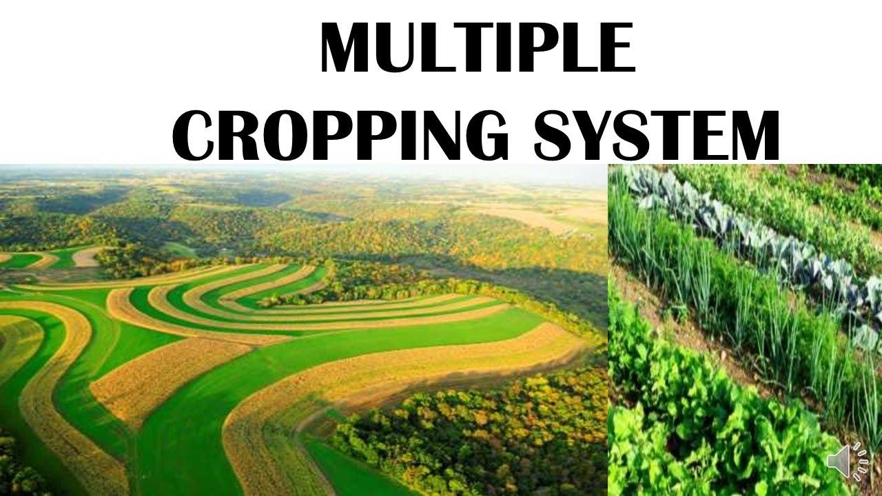 MULTIPLE CROPPING SYSTEM
