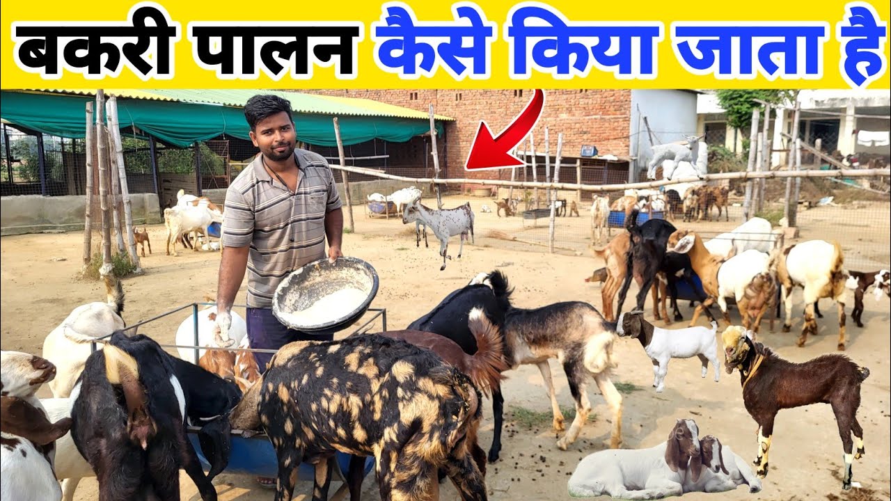 कम खर्चे में बकरी को क्या खिलाए, बकरी पालन कैसे करें ? | Goat farming management