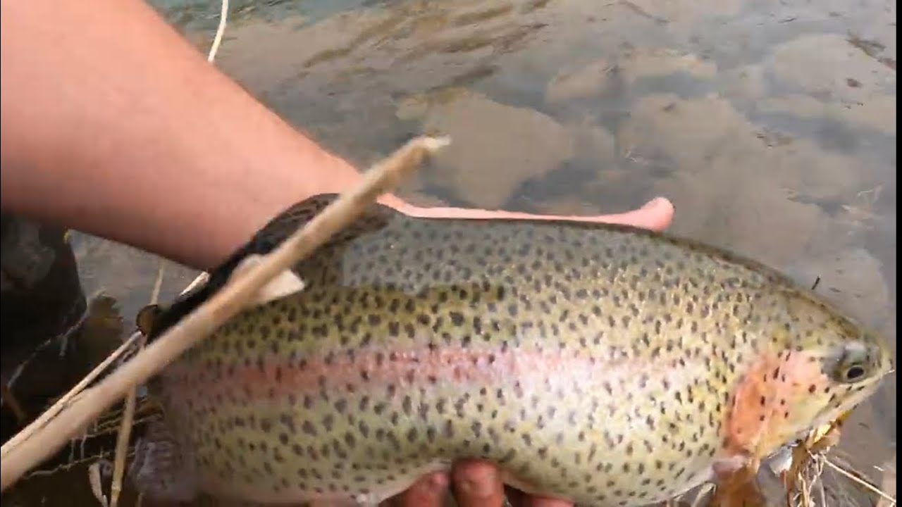 FISHING the FIRST FORK SINNEMAHONING CREEK