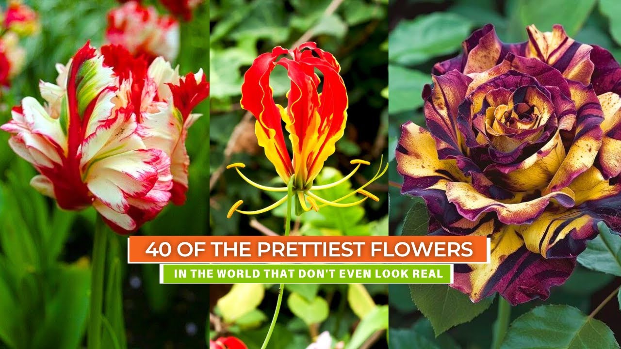 40 of the Prettiest Flowers in the World That Don't Even Look Real