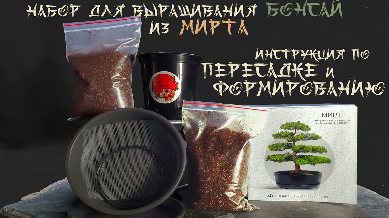 Сад радости:   Мирт - инструкция по посадке и пересадке