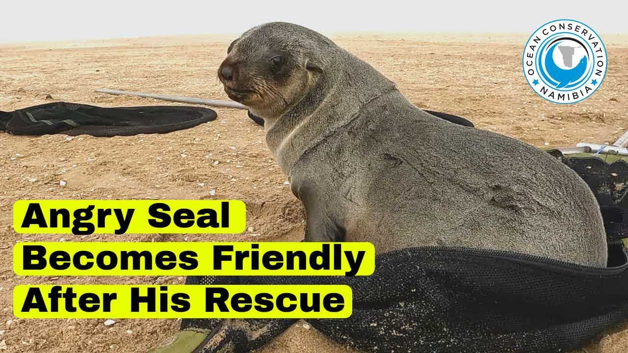 Seal Becomes Friendly After His Rescue