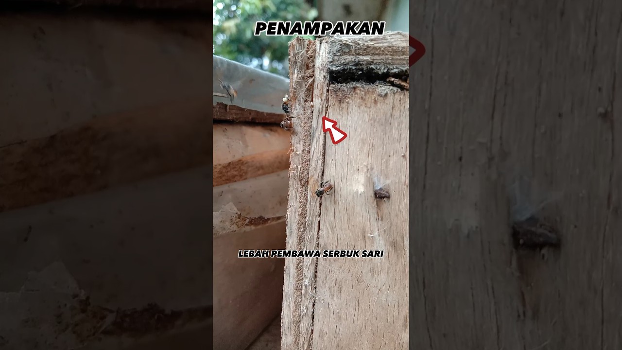 Penampakan: Lebah Pembawa Serbuk Sari 