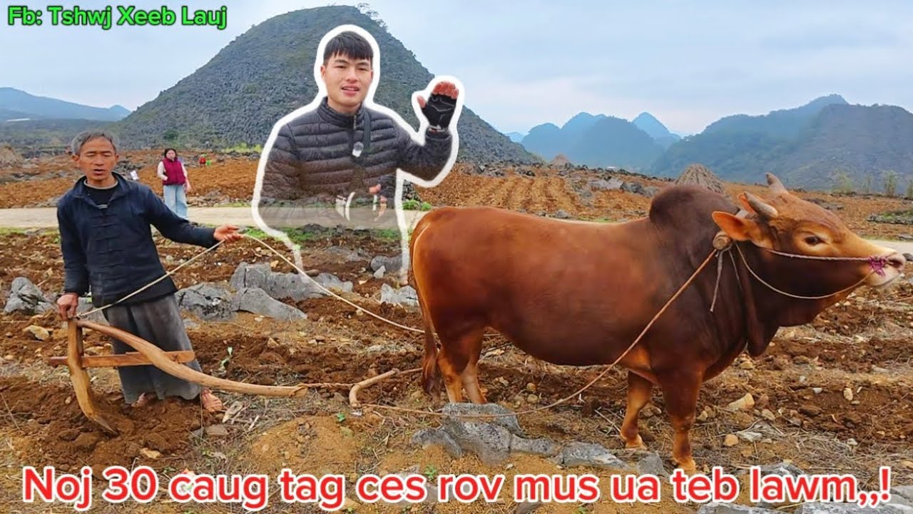 Lub caij ua teb rov tig los txog,suab kab noog quaj kho siab tshaj..?