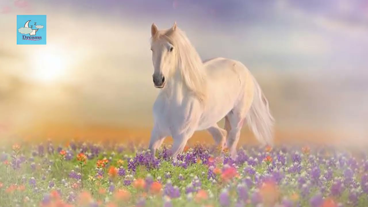 R&ecirc;ver de cheval blanc en islam | interpretation des reves