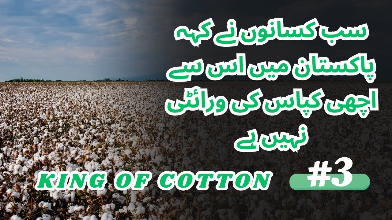 Cotton seed | Best cotton variety 2023 king of cotton | Cotton farmers meetup series | Part 3