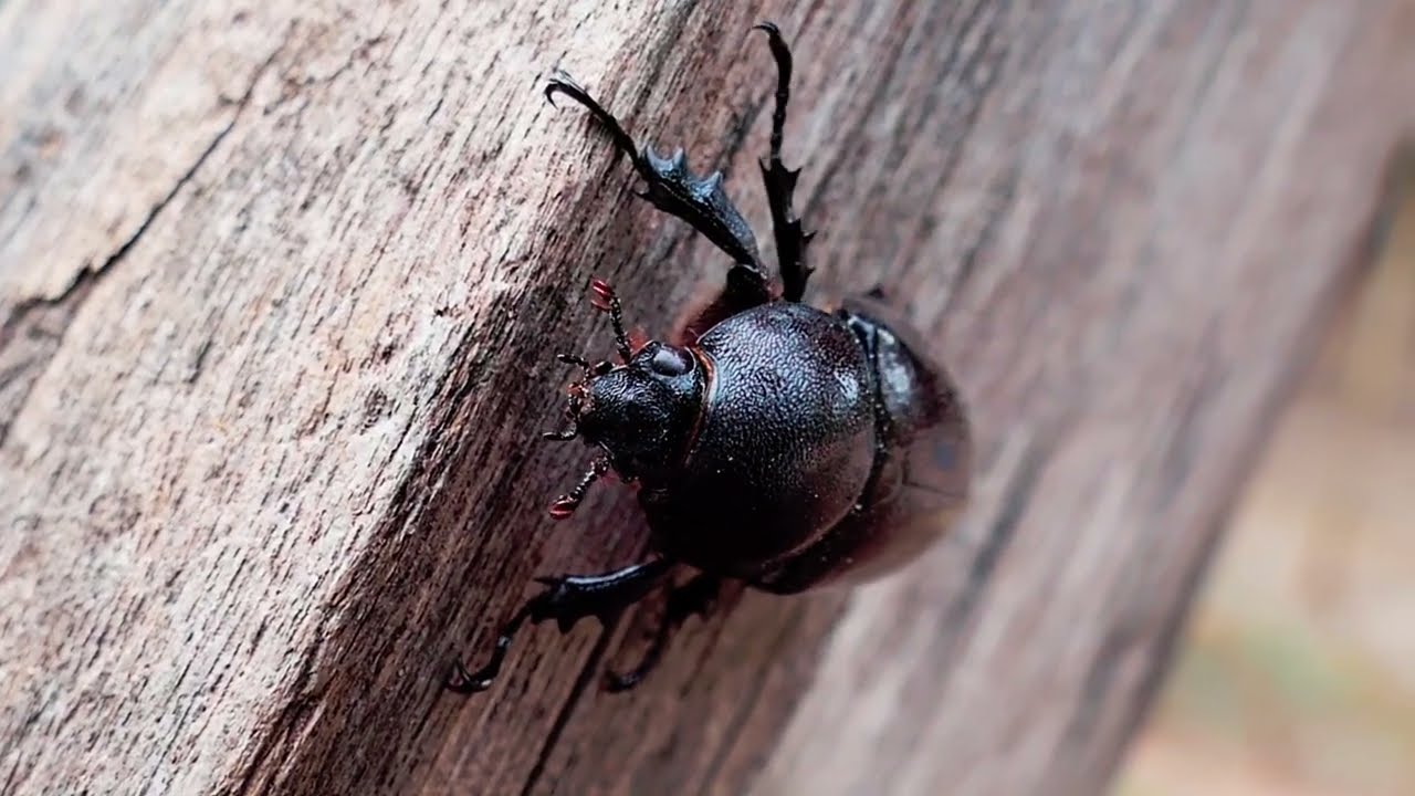 The Beetle view #beetle