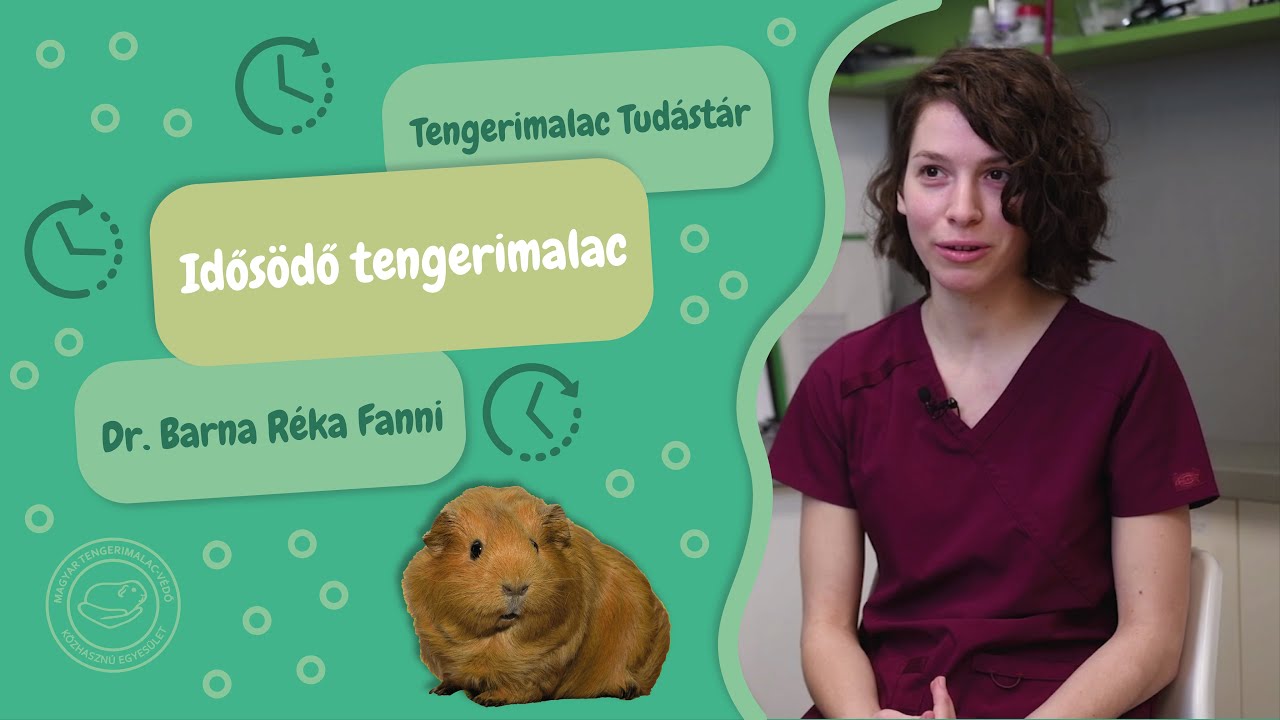 Nyugdíjaskorba lépett a tengerimalacom (Tengerimalac Tudástár, 18. rész)