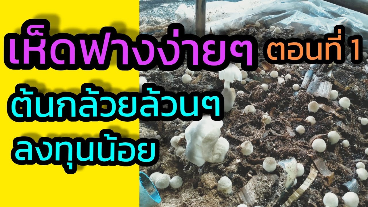 เพาะเห็ดฟางจากต้นกล้วย ลงทุนน้อย กำไรงาม...!!! ตอนที่1/สนใจเชื้อเห็ดฟาง0939461946