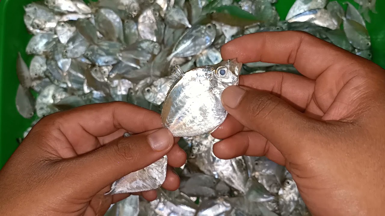 gunakan umpan ini sangat ampuh || target ikan kerapu...