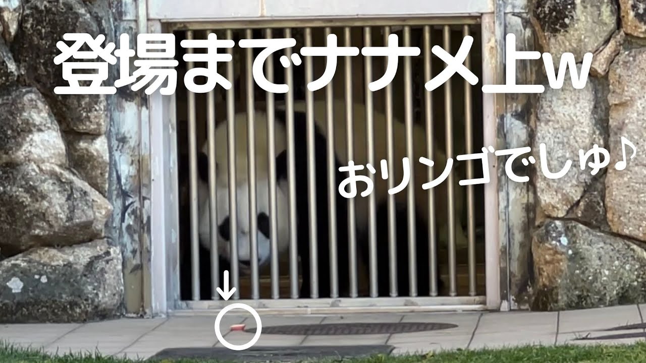 まさかの..誰も登場しない😂出待ちしてたら予想外の登場すぎたw子パンダ楓浜🍁