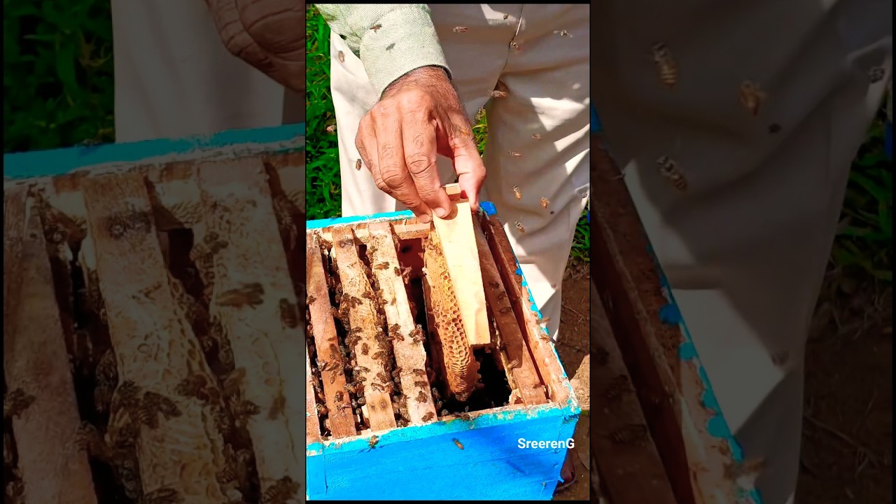 🐝 Removing bees by hand | തേനീച്ചകളെ എടുത്തു കുടഞ്ഞപ്പോൾ 😯 