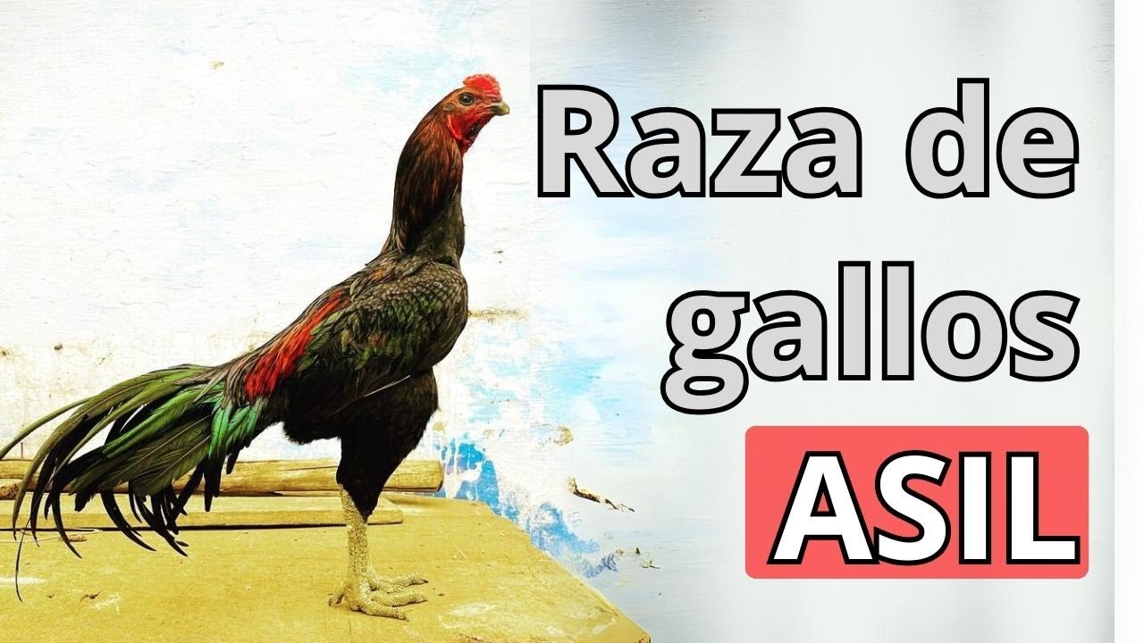 Raza de Gallo Asil: origen, Características y variedades